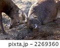 じゃれあう鹿　弐
