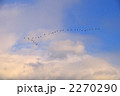 鵜の編隊飛行