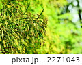 杉花粉前線北上中