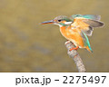 止まり木のカワセミ 2275497