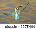 魚を咥え飛ぶカワセミ 2275499