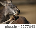 2277043
