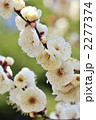 早春,満開の梅の花