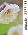 早春の梅の花