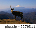 富士山と丹沢の鹿