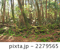 青木ヶ原樹海-14348