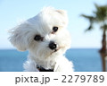 首をかしげる犬