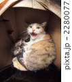 猫の親子（威嚇）