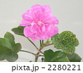春と秋の2期咲く桃色の花・フウロソウ科のアイビーゼラニューム