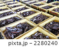 スルメイカの水揚げ