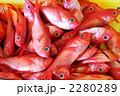 キンメダイの水揚げ