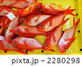キンメダイの水揚げ