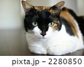 ねこ