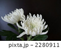 菊