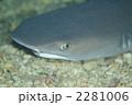 ホワイトチップ