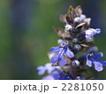 アジュガの花