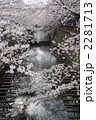 目黒川の桜