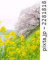 千鳥ヶ淵の桜