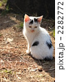 子猫