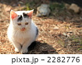 子猫