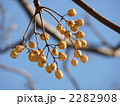 栴檀の実