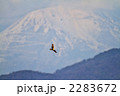 チュウヒ