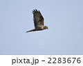 チュウヒ