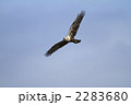 チュウヒ