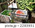 冷たく冷えた野菜達