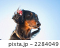 ミニチュアダックス