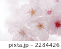 さくら
