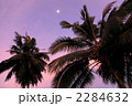 夕暮れの椰子の木