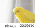黄色いセキセイインコ