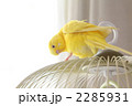 黄色いセキセイインコ