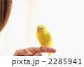 手乗りインコ