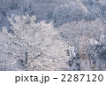 雪をまとう木々