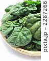 冬季限定ちぢみ法蓮草