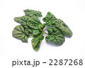 冬季限定ちぢみ法蓮草