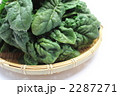 冬季限定ちぢみ法蓮草