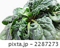 冬季限定ちぢみ法蓮草