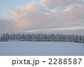 防風林
