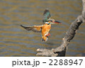 止まり木に戻るカワセミ 2288947