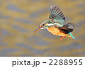 ホバリングするカワセミ 2288955