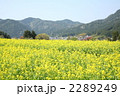 大原の春