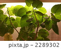 ウンベラータの葉　004