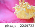 椿