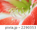 アマリリス（横）