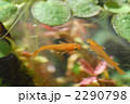 メダカ