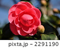椿