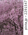 しだれ桜